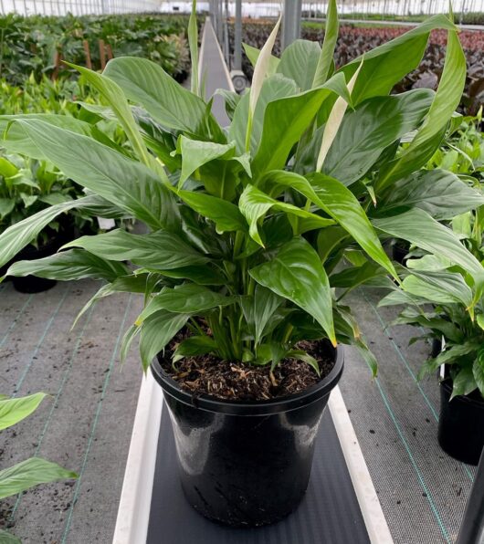 Spathiphyllum 'Sensation' Peace Lily 12" Pot