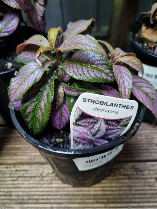 Strobilanthes 'Persian Shield' 5" Pot