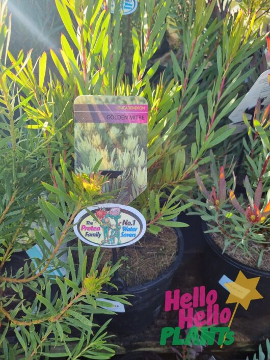 Leucadendron 'Golden Mitre' 8" Pot