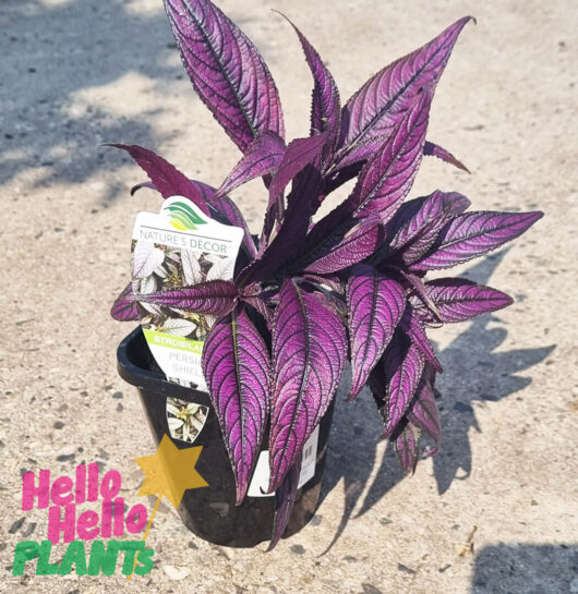 Strobilanthes 'Persian Shield' 5" Pot
