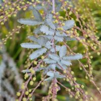 Hello Hello plants nursery melbourne victoria australia Acacia baileyana Cootamundra Wattle Foliage