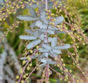 Hello Hello plants nursery melbourne victoria australia Acacia baileyana Cootamundra Wattle Foliage