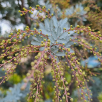 Hello Hello plants nursery melbourne victoria australia Acacia baileyana Cootamundra Wattle Foliage and Flowers