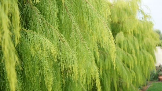 Stunning Lime Green Australian Native tree Acacia cognata river wattle Lime Majik leaves drooping down