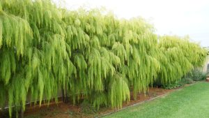 Stunning Lime Green Australian Native tree Acacia cognata river wattle Lime Majik leaves drooping down growing in a row as a screen