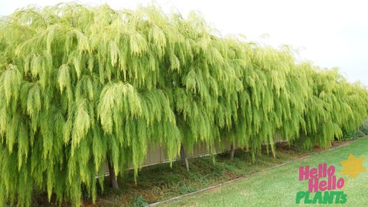 Stunning Lime Green Australian Native tree Acacia cognata river wattle Lime Majik leaves drooping down row of screening hedging trees evergreen bright green foliage
