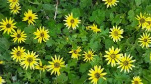 Arctotheca calendula Capeweed in flower