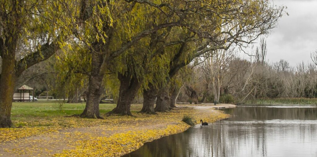 Hello Hello Plants Melbourne Victoria AustraliaFallen leaves around Ballarat Lake edge by #arteliz