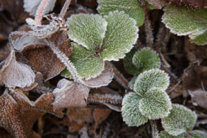 Hello Hello Plants Melbourne Victoria Australia frost on strawberry leaves close up by #arteliz