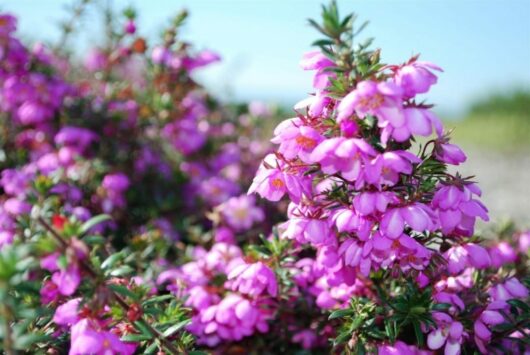 Bauera 'Rose Carpet™' 6" Pot