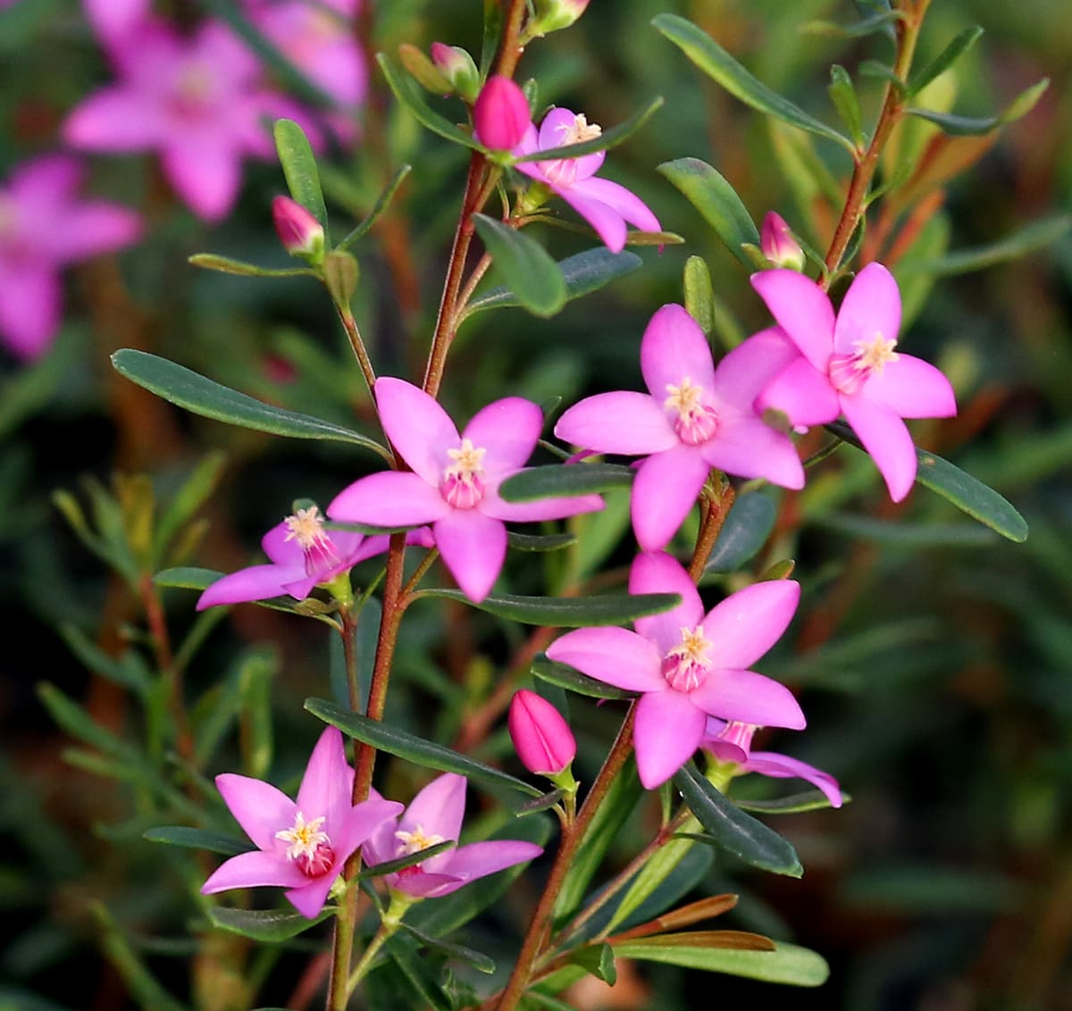 Crowea Pink Starlet Waxflower 6 Pot Hello Hello Plants