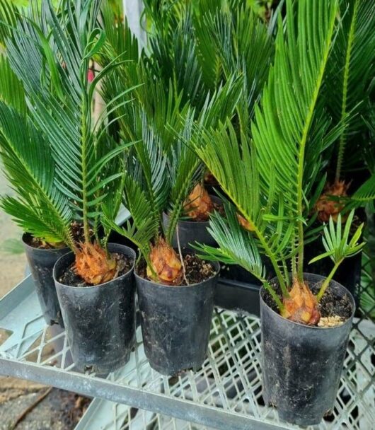 Cycad 'Sago Palm' 3" Pot