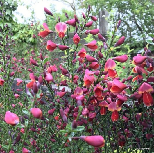 Cytisus 'Crimson King' English Broom 6" Pot