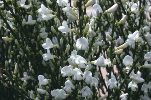 Cytisus 'Snow Queen' English Broom 6" Pot