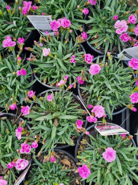 Dianthus 'Pink Kisses' Carnation 6" Pot Growers Flash Sale!