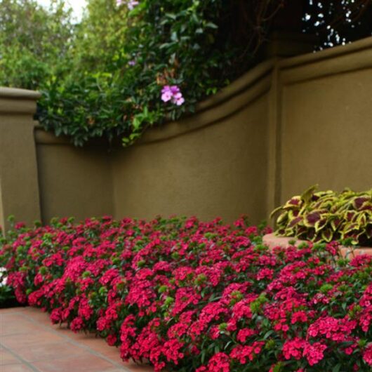Dianthus 'Jolt Cherry' 4" Pot