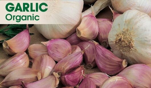 Garlic 'Australian' 4" Pot