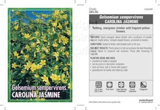 Gelsemium 'Carolina Jessamine' 8" Pot