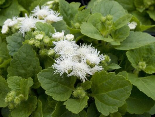 Ageratum 'Ariella White' 6" Pot