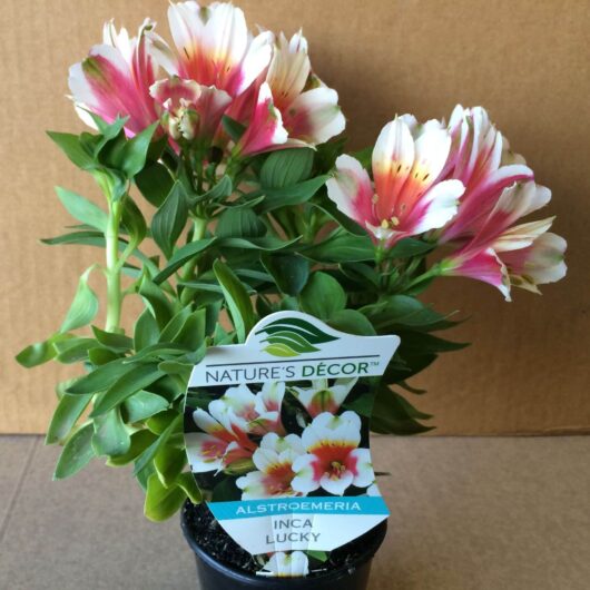 Alstroemeria 'Inca Lucky' Peruvian Lily 6" Pot