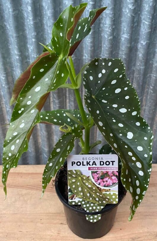 Begonia 'Pink Flowering Polka Dot' 8" Pot