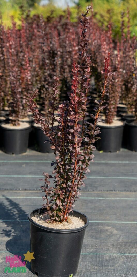 Hello Hello Plants Nursery Melbourne Victoria Australia Berberis Thunbergii Helmond Pillar Japanese Barberry 8in Pot