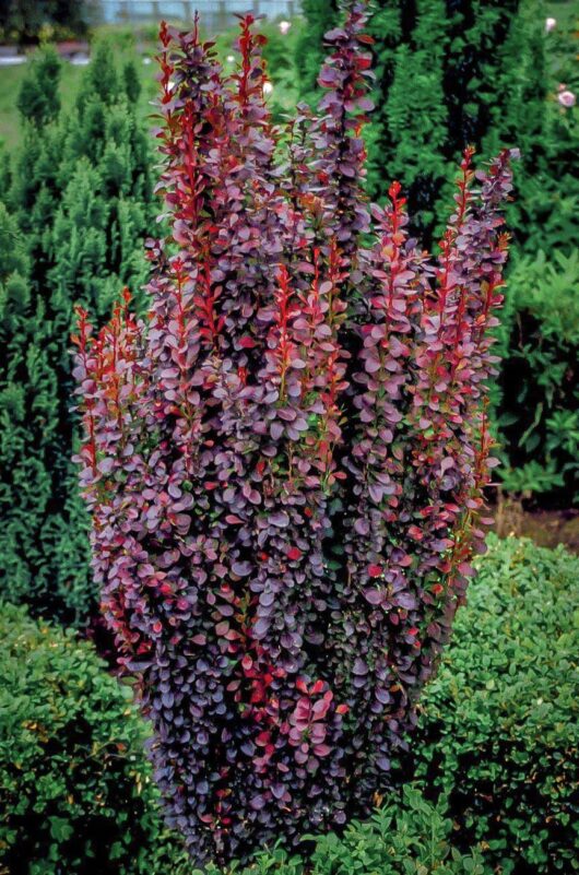 Berberis 'Helmond Pillar' Upright Barberry 6" Pot