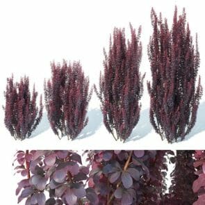 Berberis 'Helmond Pillar' Upright Barberry 8" Pot - Hello Hello Plants