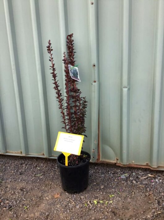 Berberis 'Helmond Pillar' Upright Barberry 8" Pot