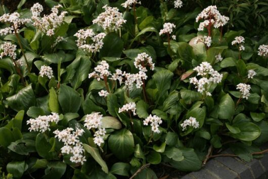 Bergenia 'Bressingham White' 6" Pot Growers Flash Sale!
