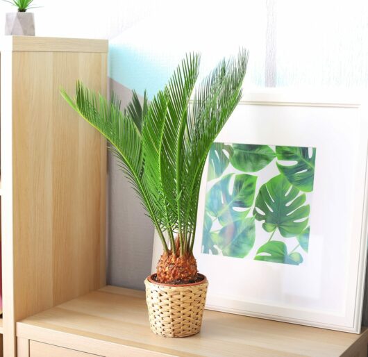 Sago,Palm,And,Framed,Picture,Of,Tropical,Leaves,On,Bookcase