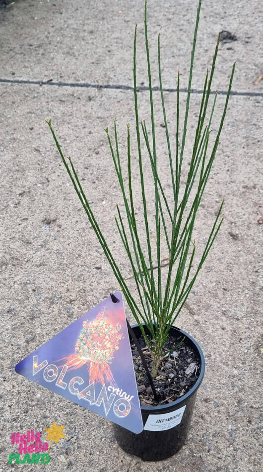 Cytisus 'Volcano' English Broom 6" Pot