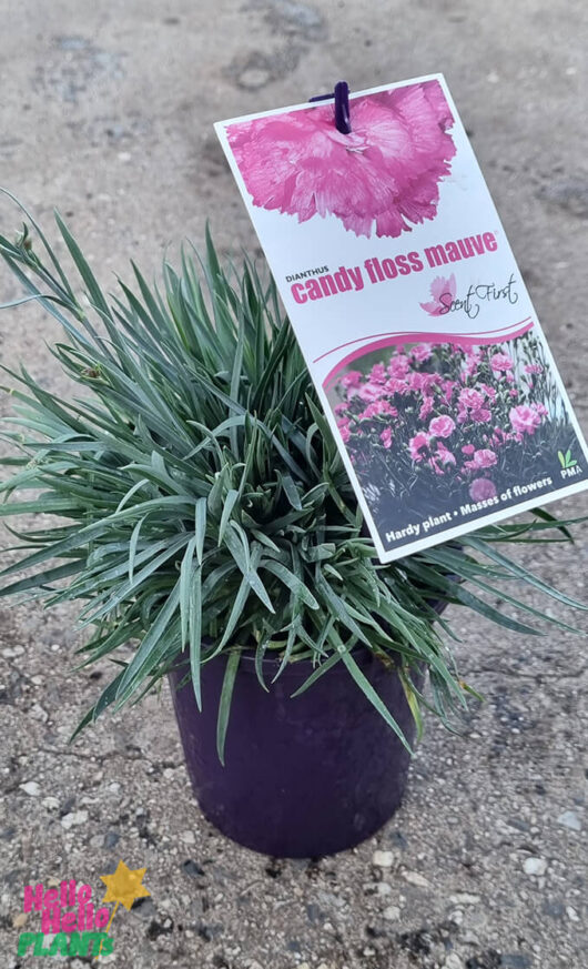 Dianthus 'Candy Floss' 6" Pot