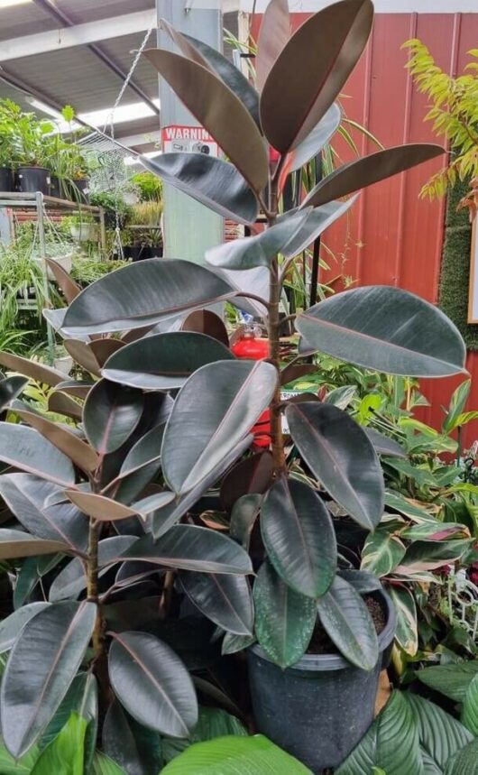 Ficus 'Burgundy' Rubber Fig 16" Pot