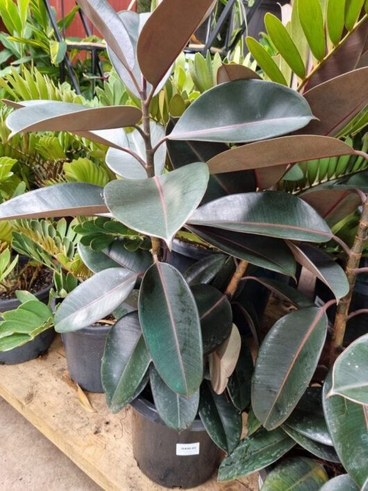 Ficus 'Burgundy' Rubber Fig 16" Pot