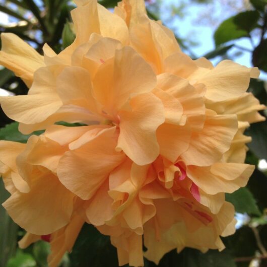 Hibiscus 'Mrs Andreasen' 6" Pot