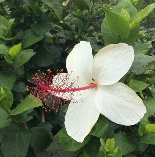 Hibiscus 'Wilders White' 8" Pot
