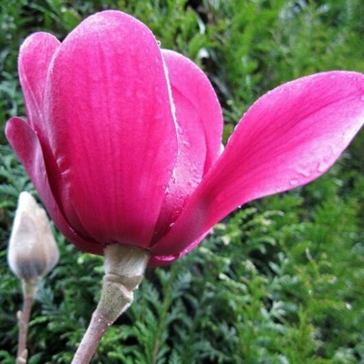 Magnolia 'Purple Magic' 12" Pot