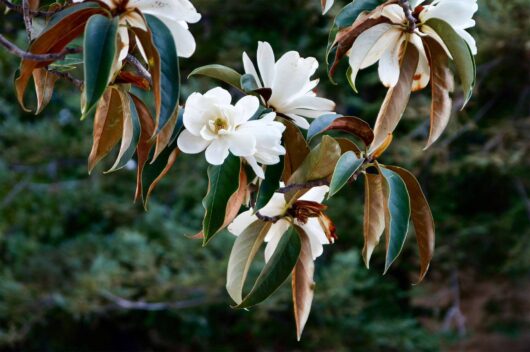 Michelia doltsopa 'Evergreen Magnolia'