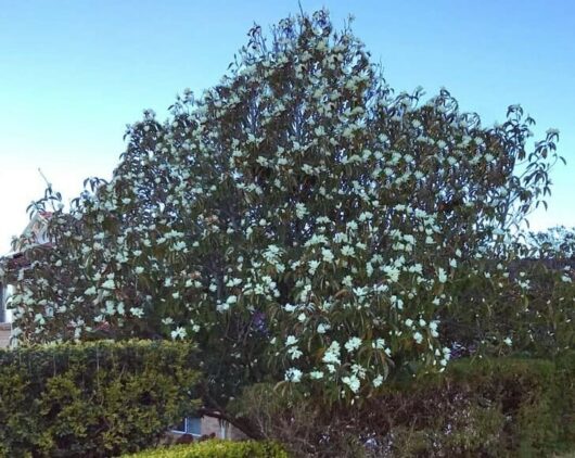 Michelia doltsopa 'Evergreen Magnolia'