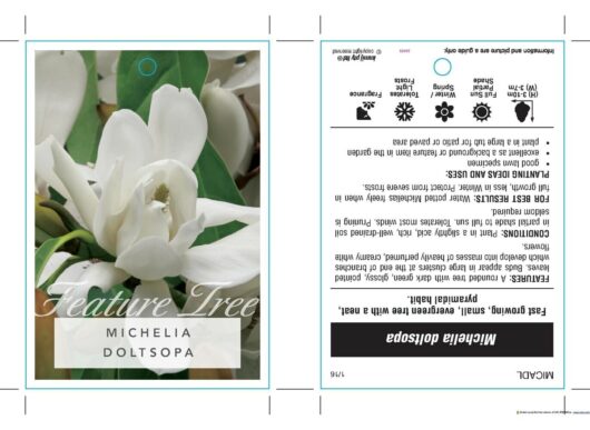 Michelia doltsopa 'Evergreen Magnolia'