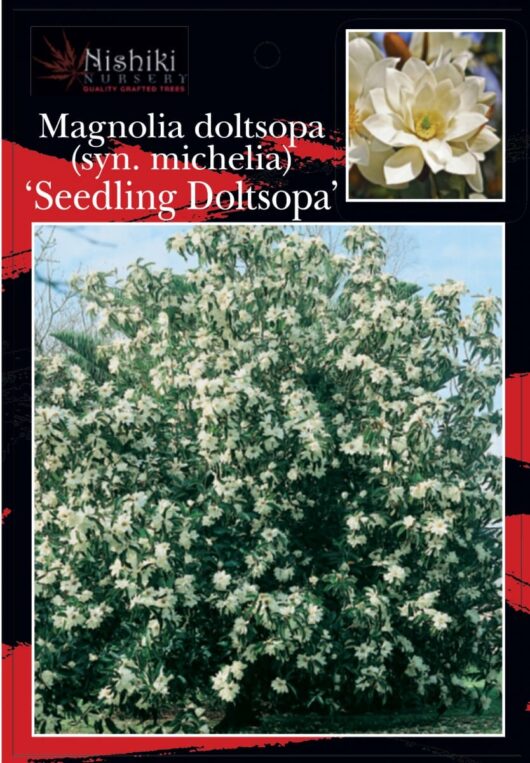 Michelia doltsopa 'Evergreen Magnolia'