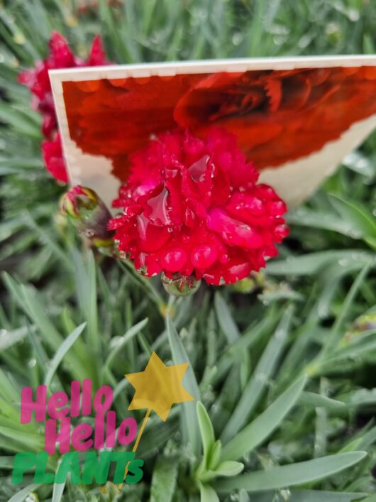 Dianthus 'Rebekah' 6" Pot