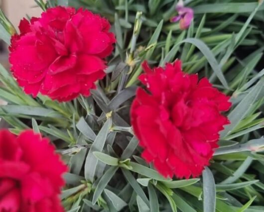 Dianthus 'Rebekah' 6" Pot