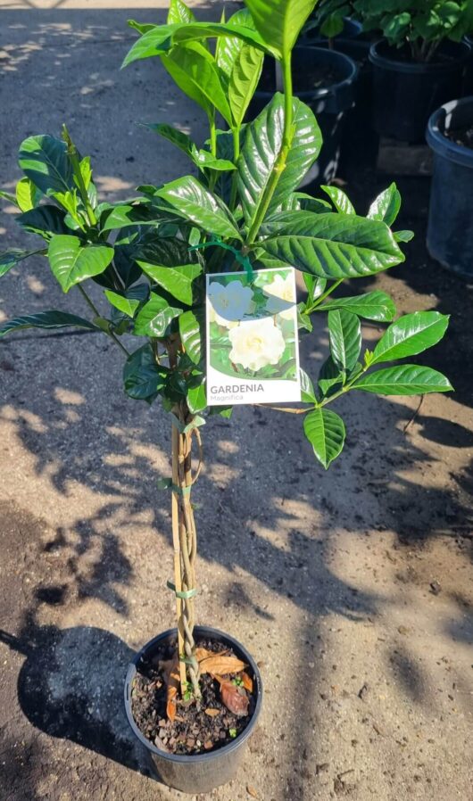 Gardenia 'Magnifica' 3ft Standard 8" Pot