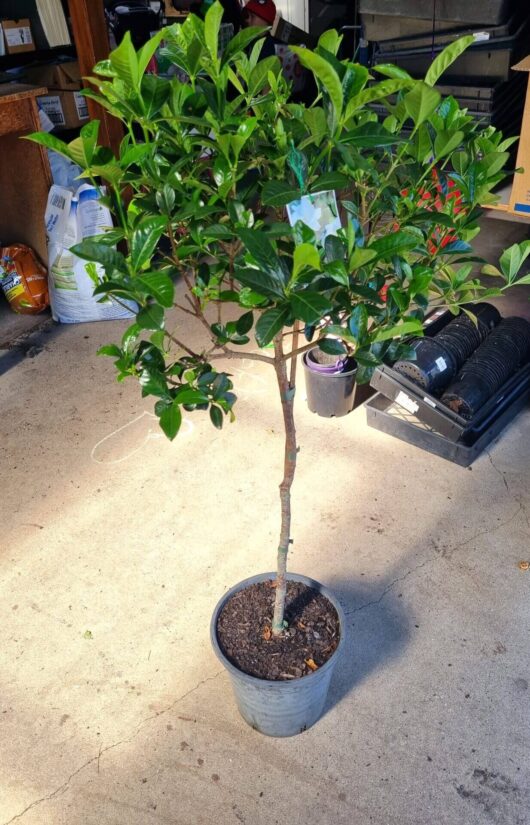 Gardenia 'Magnifica' 3ft Standard 8" Pot