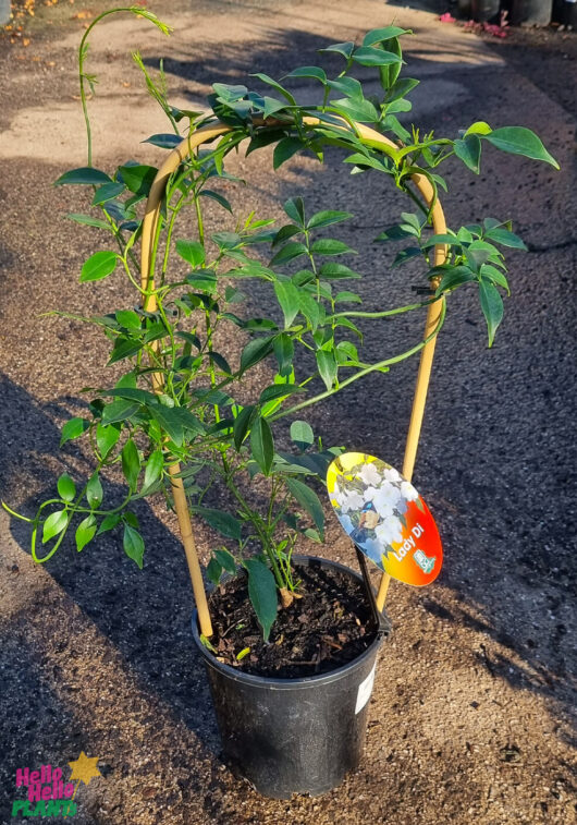 Pandorea 'Lady Di' 8" Pot