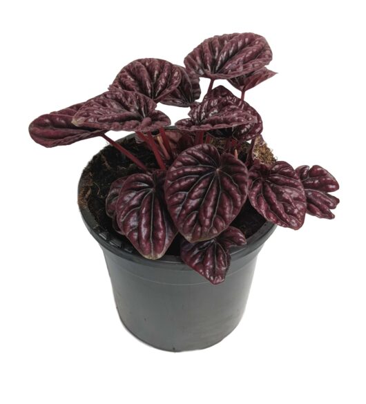 Peperomia 'Red Luna' 5" Pot