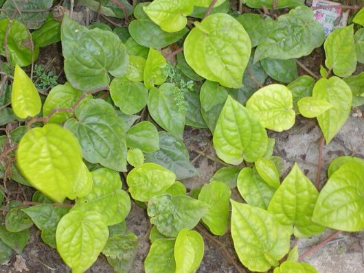 Betel Pepper 5" Pot