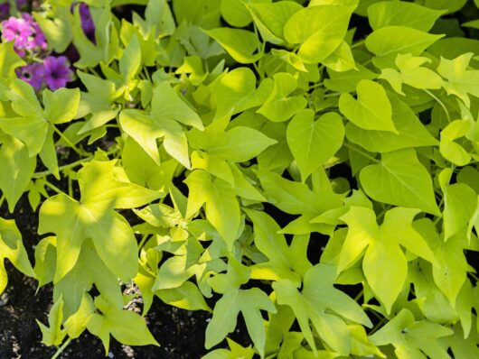 Ipomoea 'Sweet Golden' Potato 4" Pot